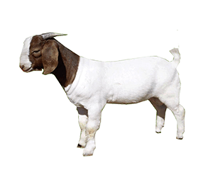 gambar kambing