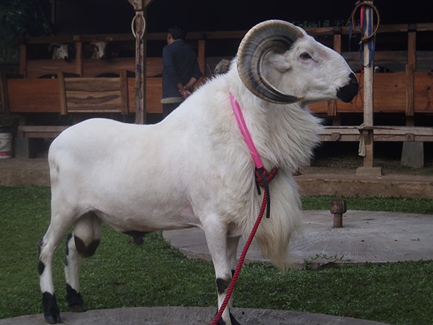 Domba Garut Jenis Genetik Lokal Asli Indonesia Yang Doyan Diadu