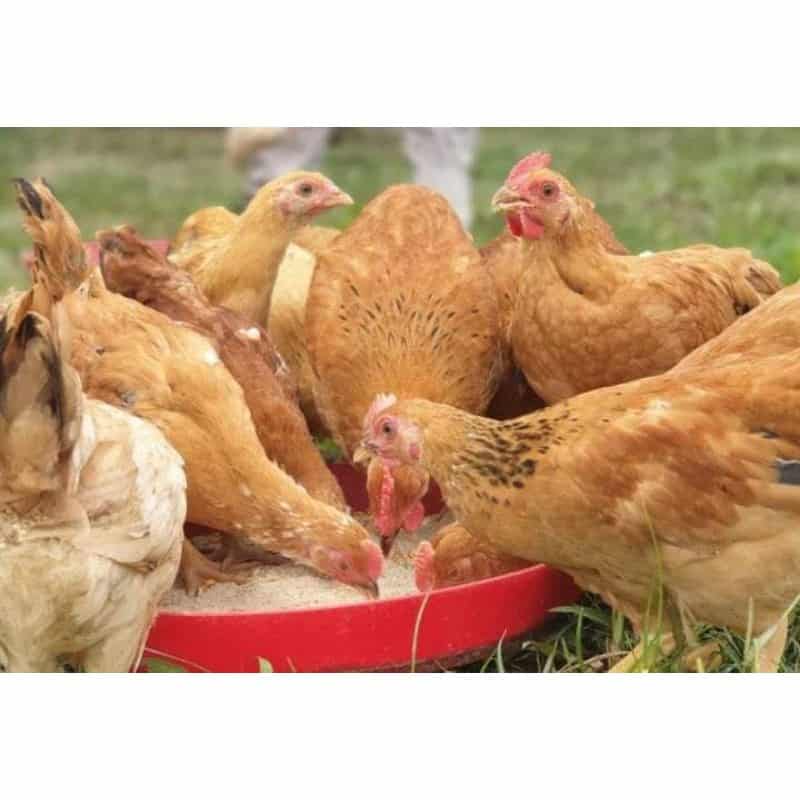 Ayam Merawang Jenis Unggulan Ayam Kampung Kaki Kuning Terbaik Dari Bangka Belitung